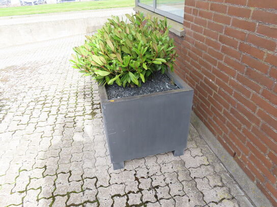 3 stk. udendørs planter i potter