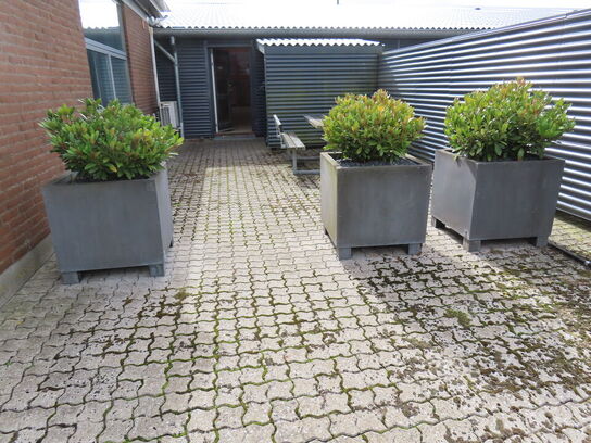 3 stk. udendørs planter i potter