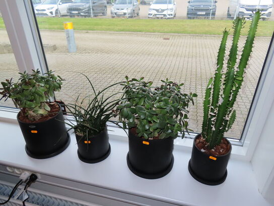 4 stk planter i potter