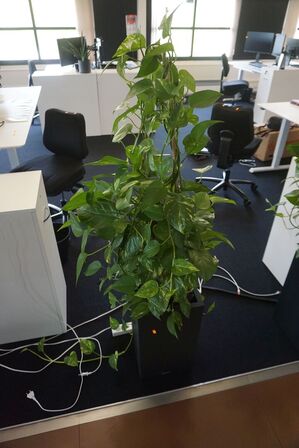 2 stk. planter