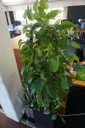 2 stk. planter