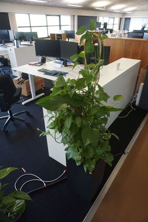 2 stk. planter