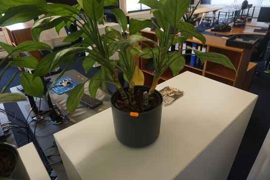 3 stk. planter