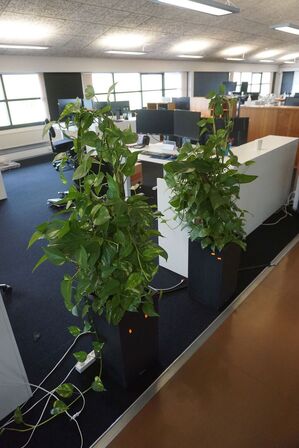 2 stk. planter