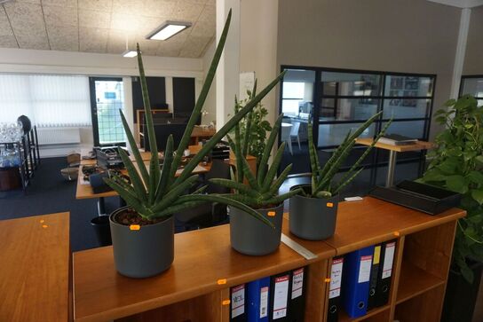 3 stk. planter