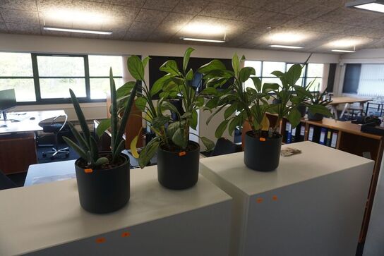 3 stk. planter