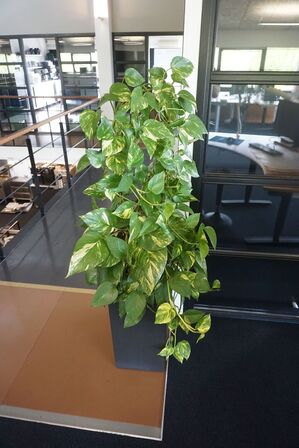 2 stk. planter