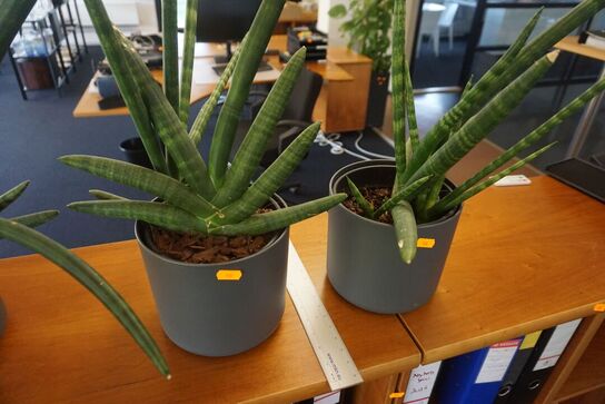 3 stk. planter