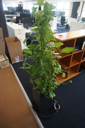 Plante 