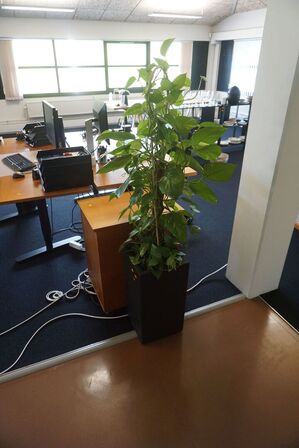2 stk. planter