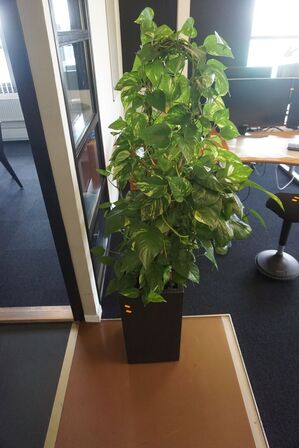 2 stk. planter