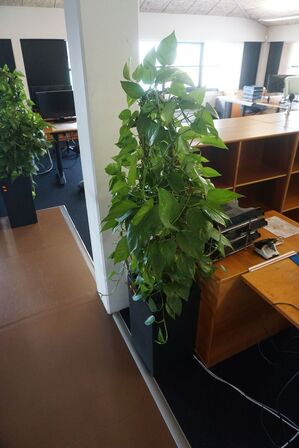 2 stk. planter