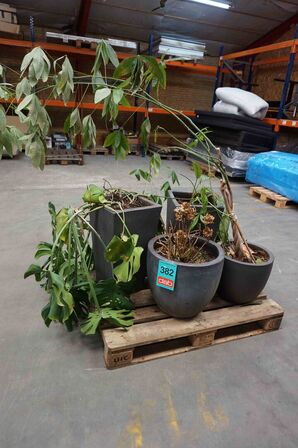 4 krukker/potter med blomster (MOMSFRI) 