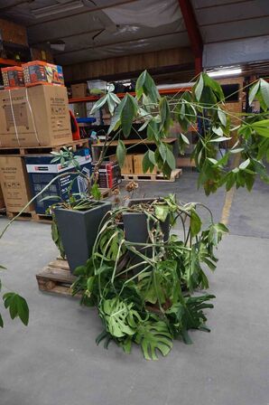 4 krukker/potter med blomster (MOMSFRI) 