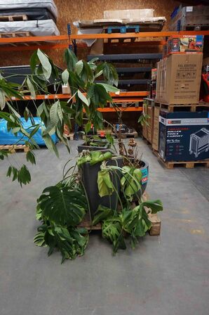 4 krukker/potter med blomster (MOMSFRI) 