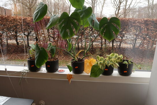 Div. Planter i krukker