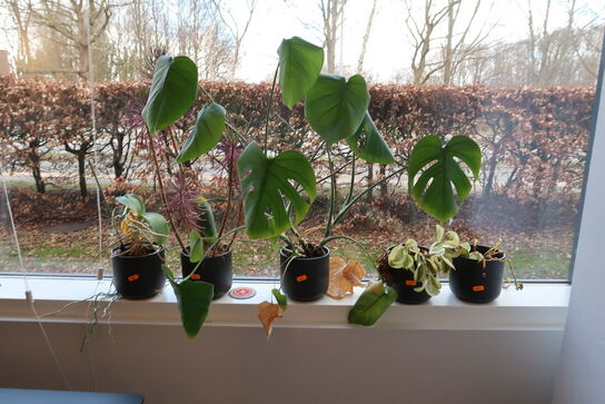 Div. Planter i krukker