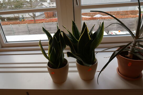 4 stk. planter i krukker