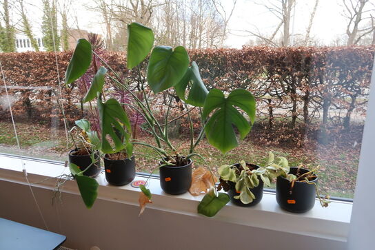 Div. Planter i krukker