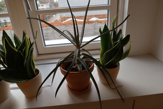 4 stk. planter i krukker