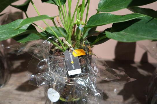 4 stk. planter i krukke