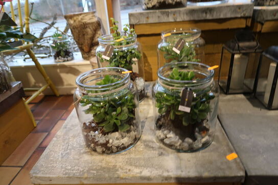 4 stk. planter i vaser