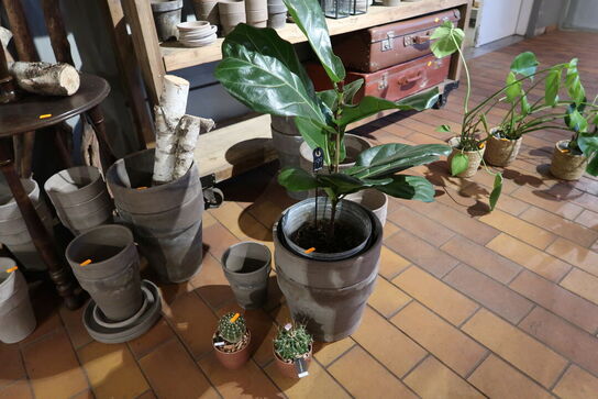 3 stk. planter i krukke