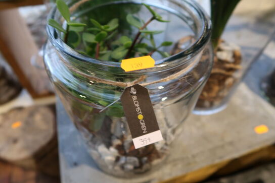 2 stk. planter i vaser