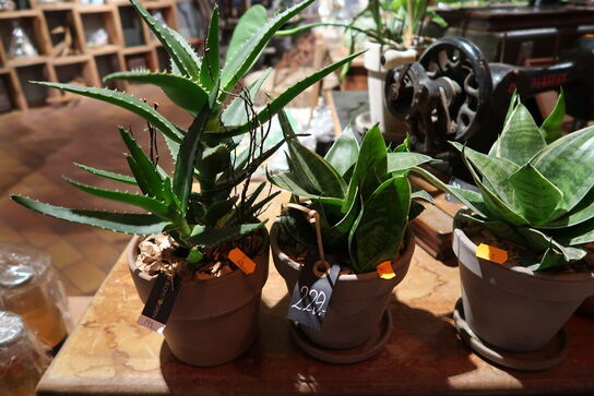 3 stk. blomster i krukke