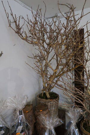 2 stk. krukker med tørrede grene