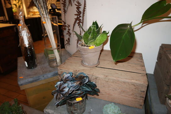 2 stk. planter i krukke