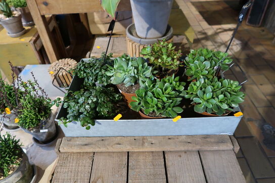Kasse med div. Planter i krukke