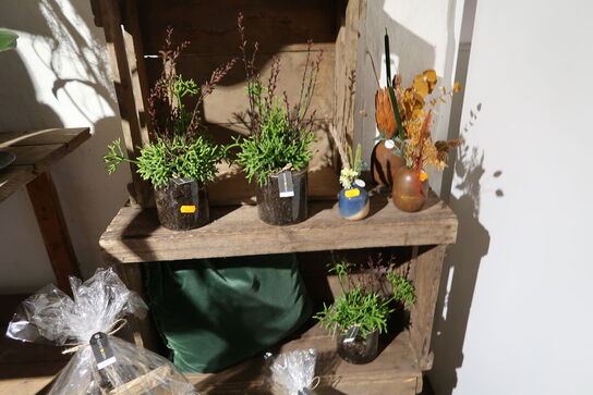 Div. Planter i krukke