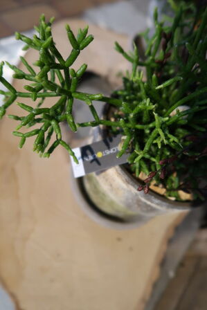 3 stk. planter i krukke