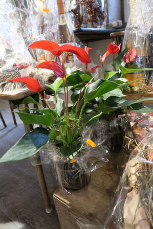 2 stk. planter i vaser