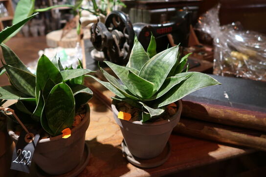 3 stk. blomster i krukke