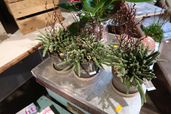 3 stk. planter i krukke/vaser samt dekorationer