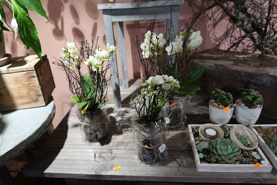 3 stk. planter i vaser