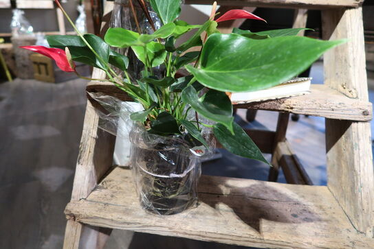 3 stk. planter i krukke