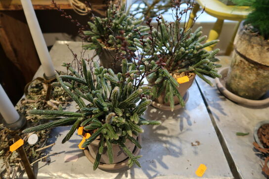 3 stk. planter i krukke samt 2 stk. dekorationer