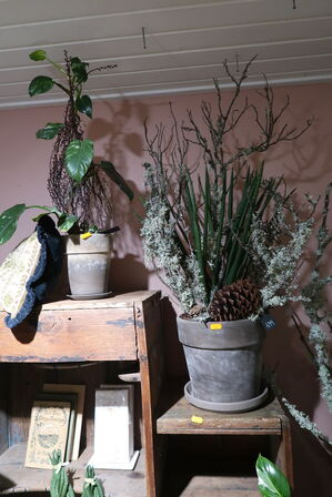 2 stk. planter i krukke