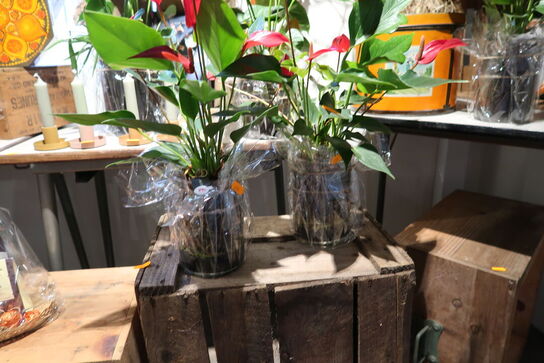 2 stk. planter i vaser