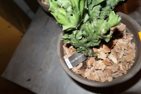 2 stk. planter i krukke