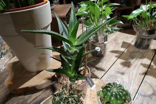 Bræt med 3 stk. planter i krukker