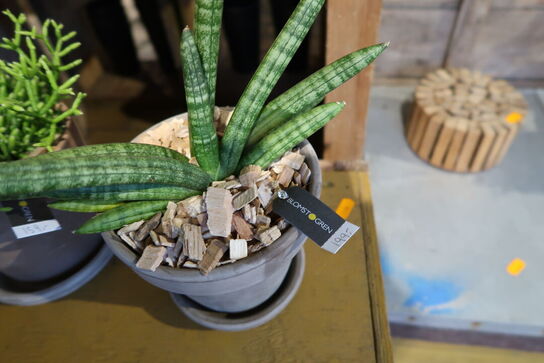 2 stk. planter i krukke samt div. Krukker