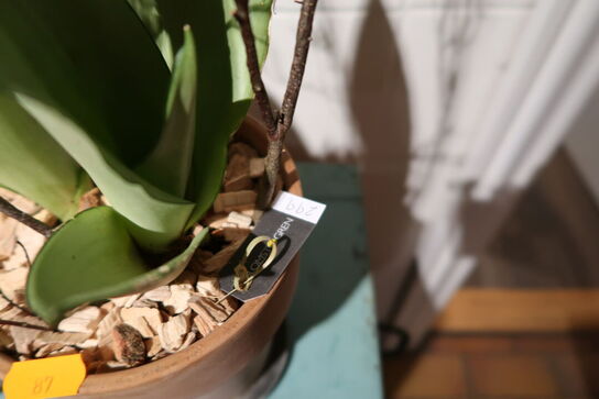 2 stk. planter i krukke