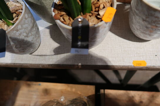 5 stk. planter i kurve/krukke