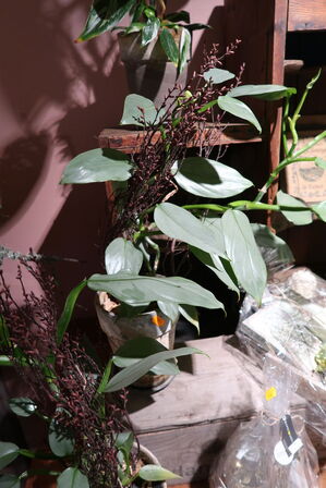 3 stk. planter i krukke