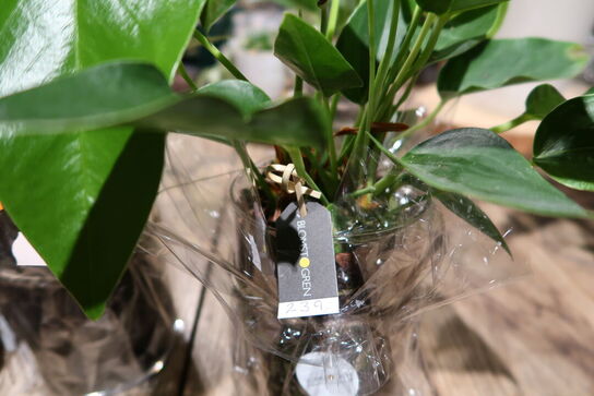 2 stk. planter i vaser