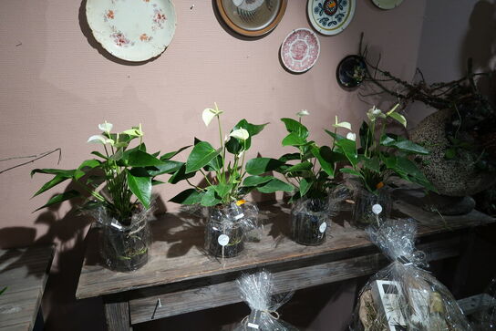 4 stk. planter i krukke